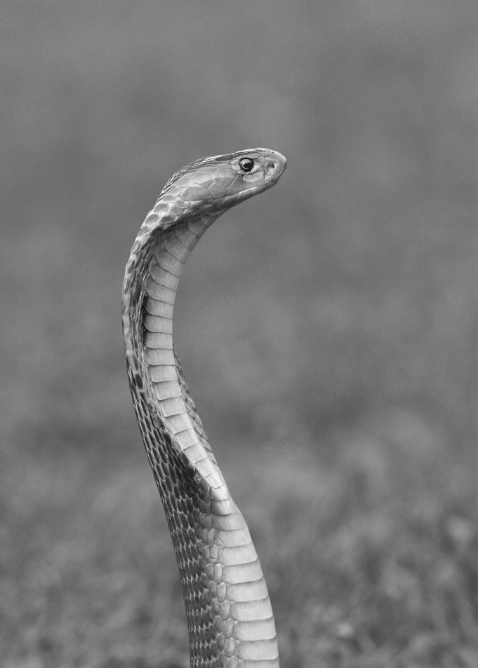 Cobra snake