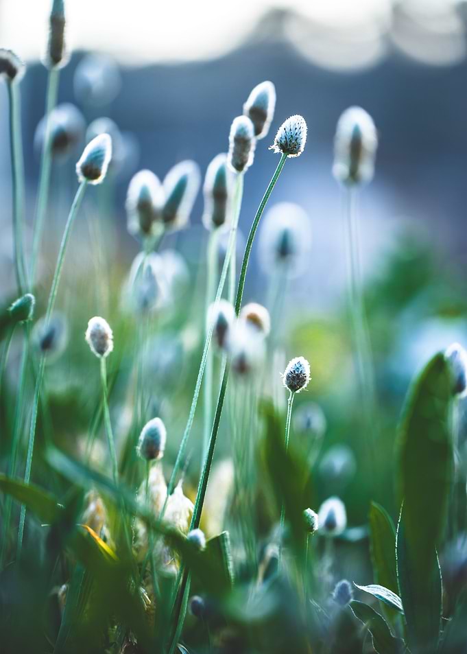 Spring Nature Background