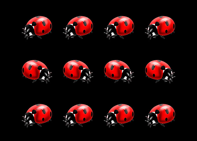 Ladybug pattern
