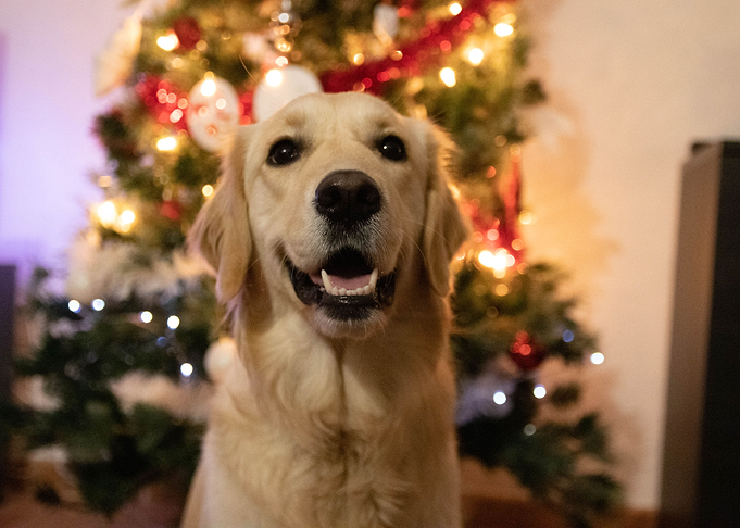 Golden dog photo