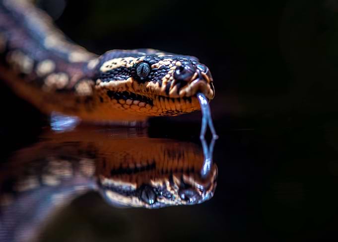 Snake with reflection