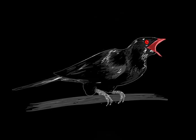 Koel