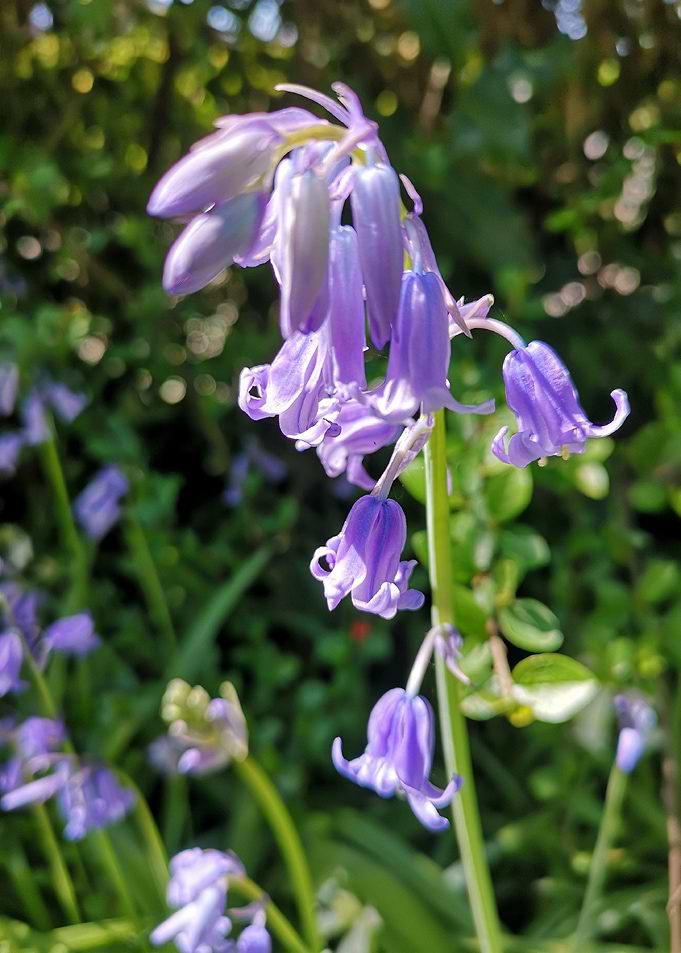 blue flower