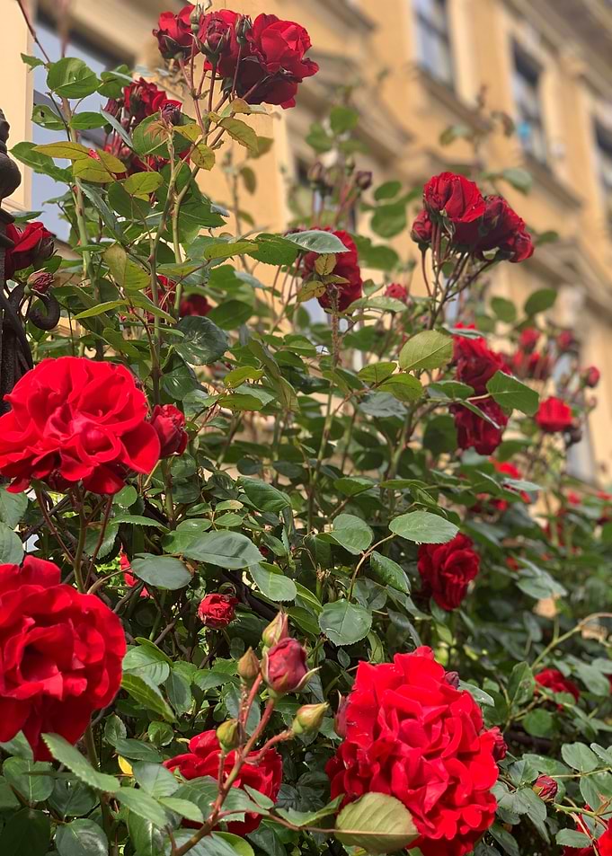 Red Flowers