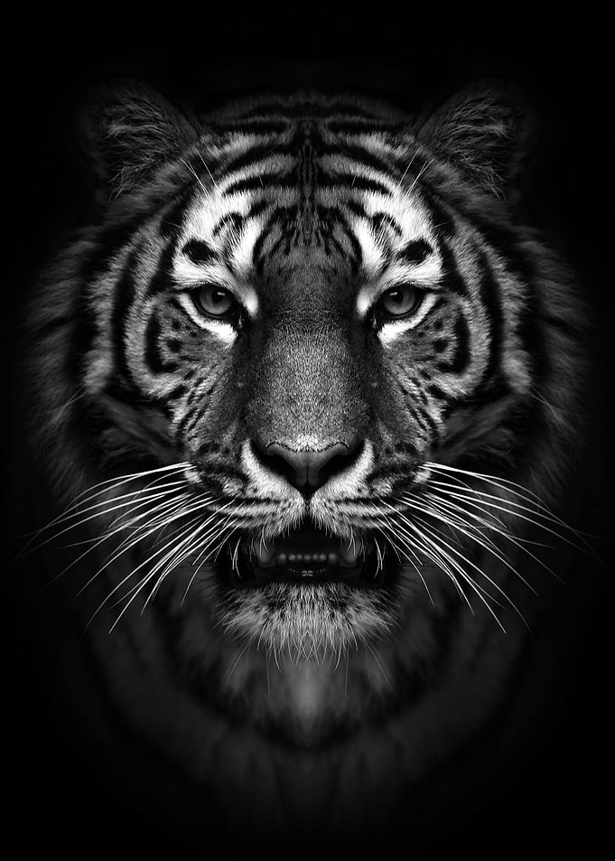 wild tiger head poster