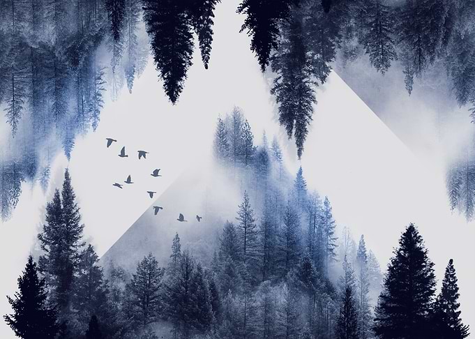 Misty Wood