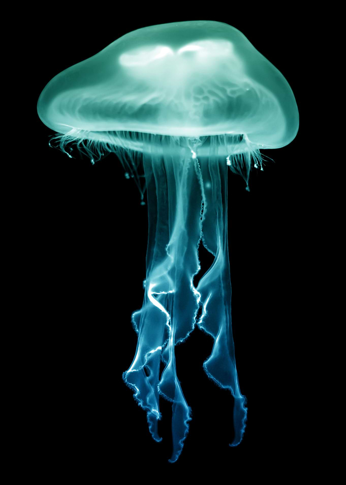 Jellyfish Green Blue