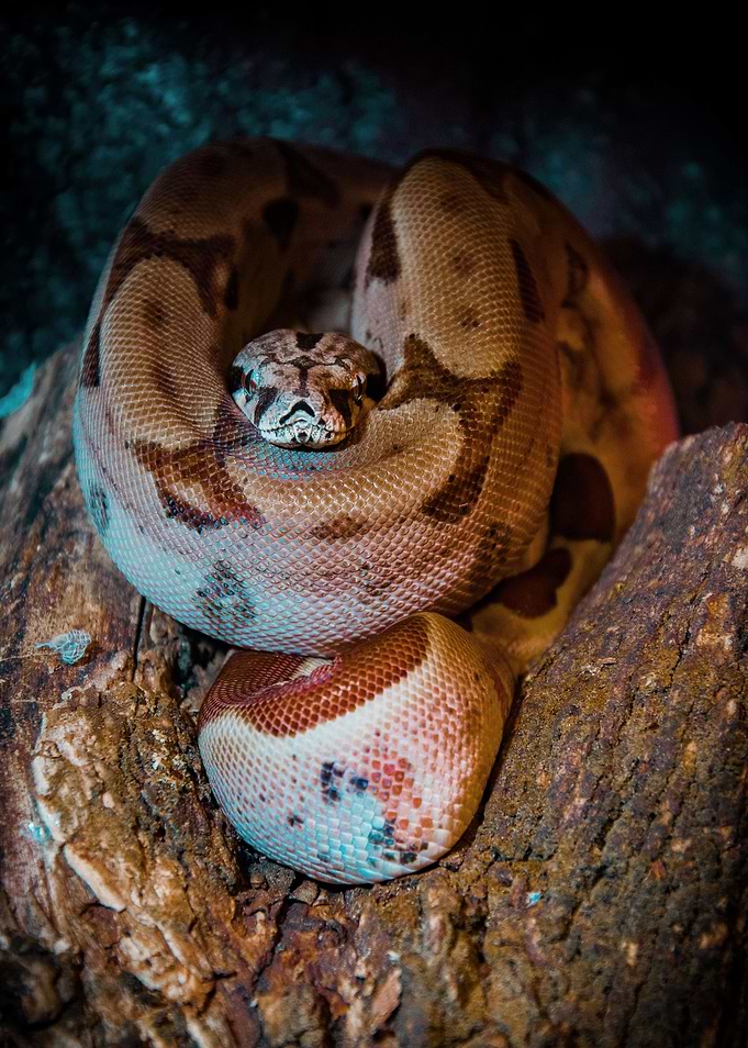 Brown snake