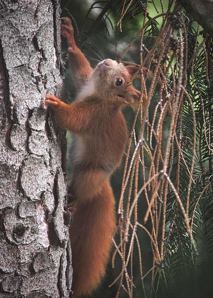 Squirrel Cuteness