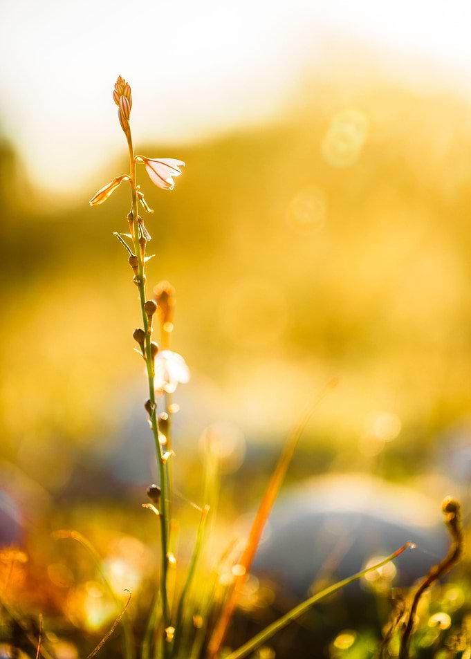 Outdoor Sunlight Meadow