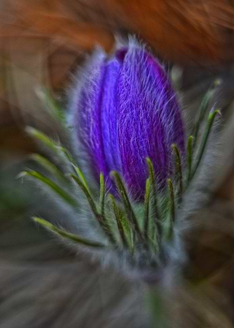 Purple flower