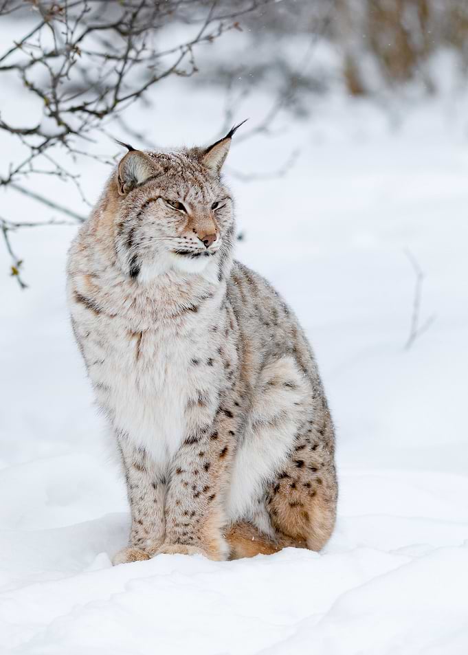 Portrait Of A Cute Lynx Cu