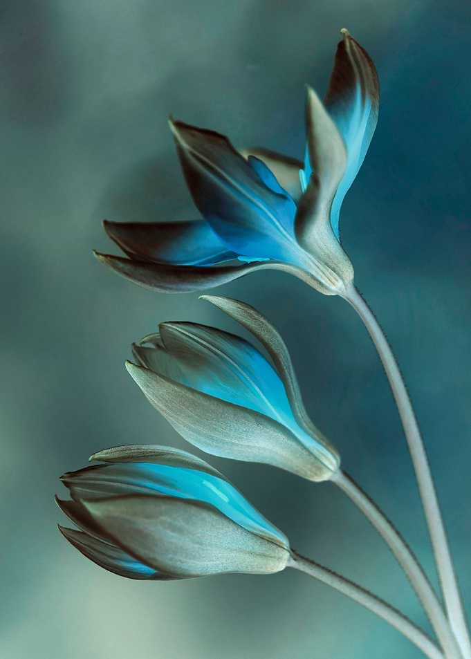 Floral composition