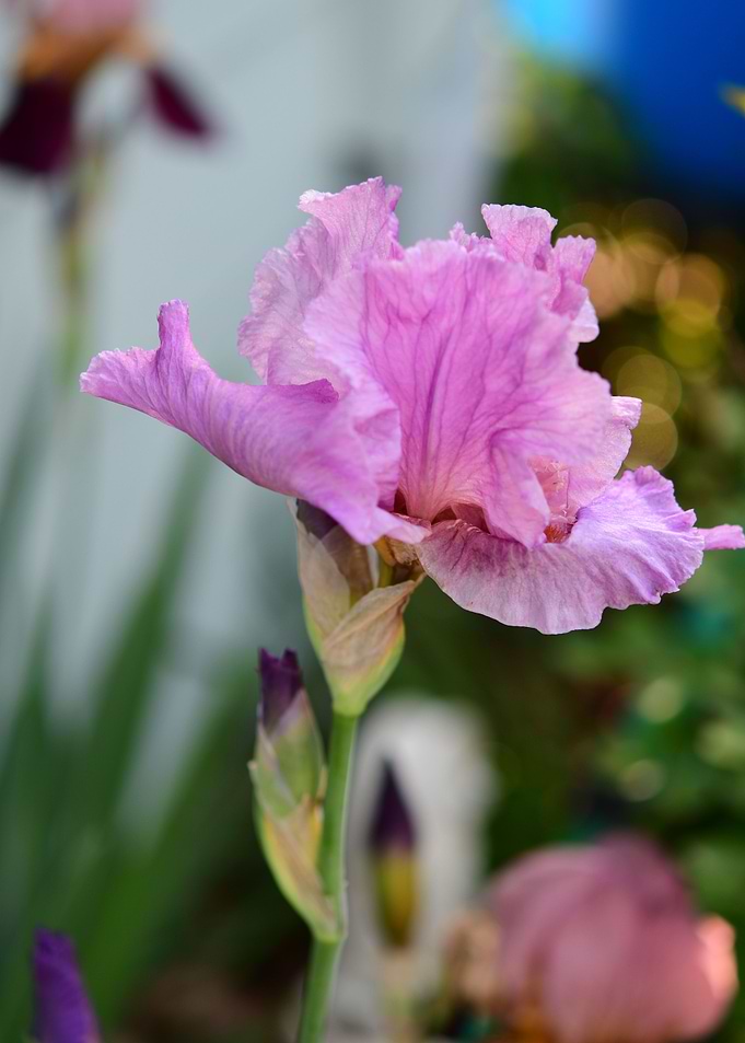 Pink Iris