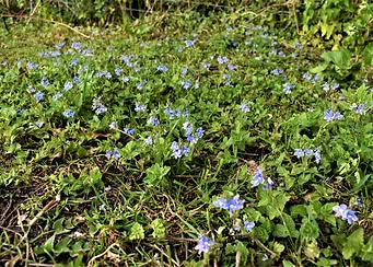 Latest drop