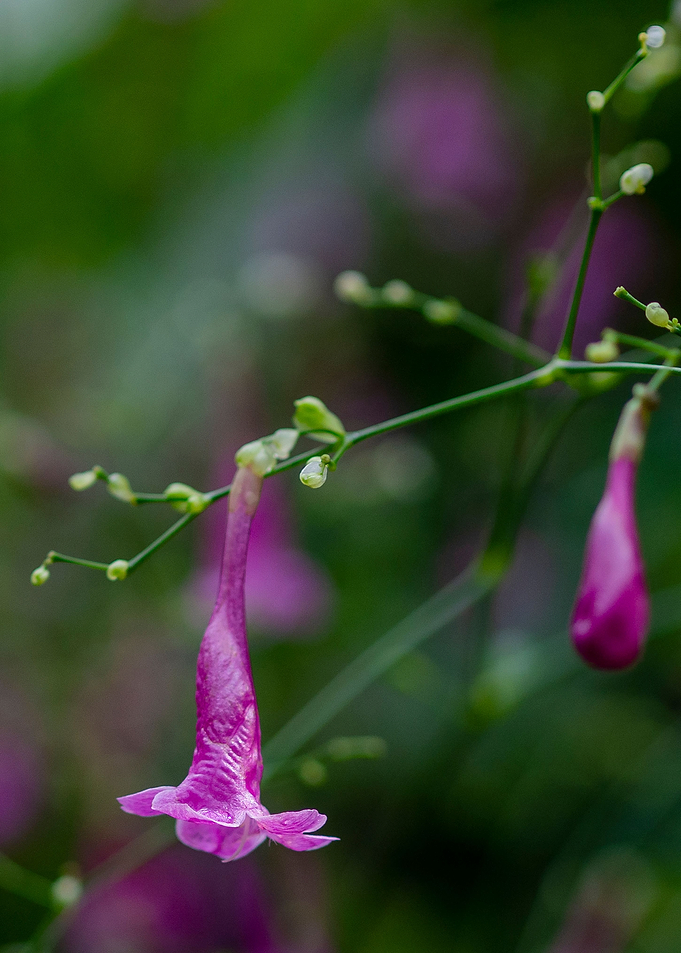 Small bell