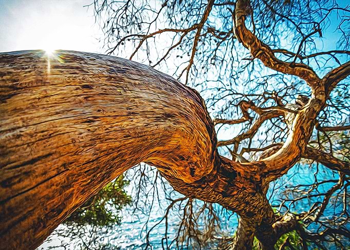 Maritime pine trunk
