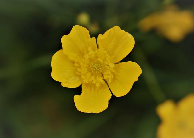 buttercup