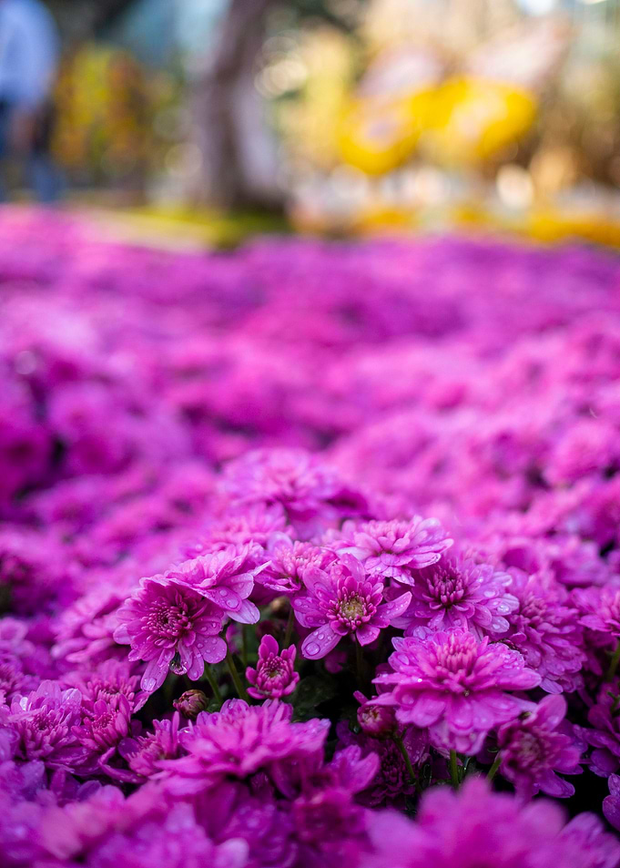 Flowers in a temple