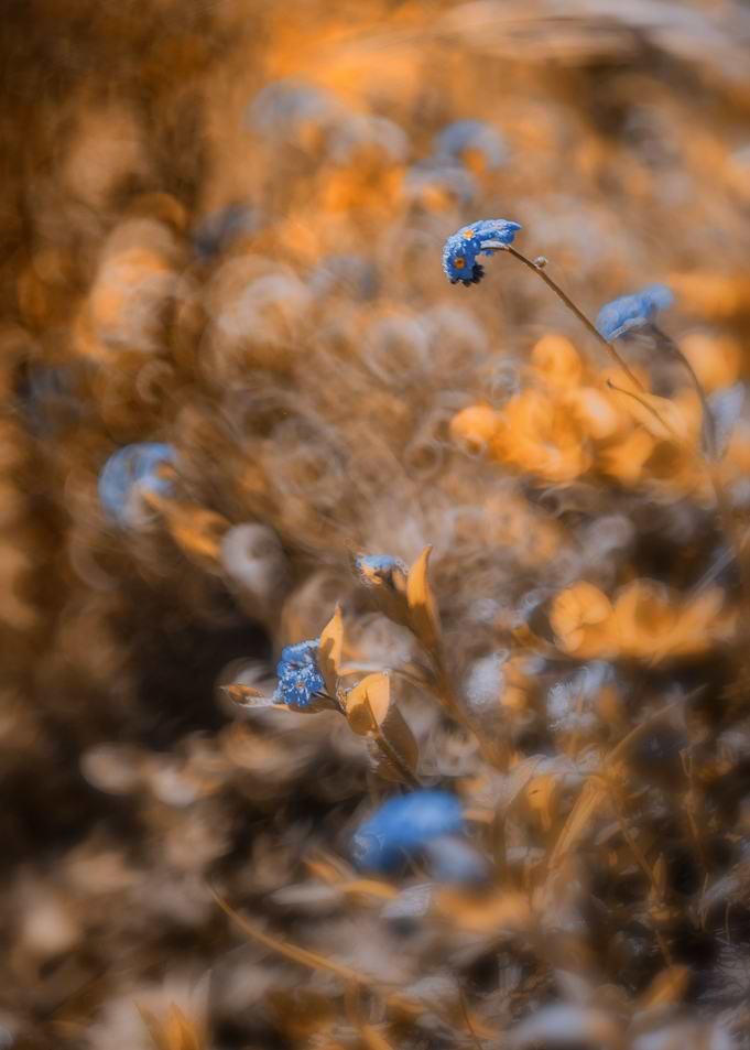 Blue forget me not flowers