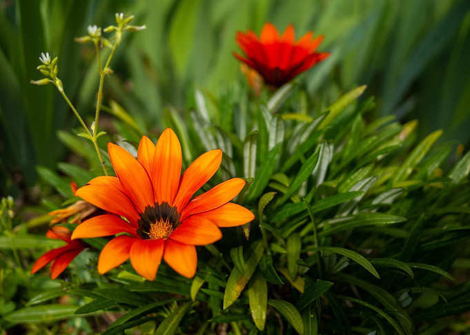 Orange blossomed flowers