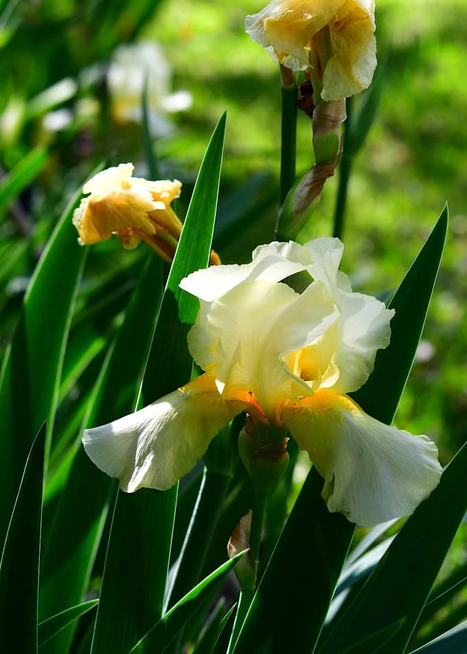 Golden Irises