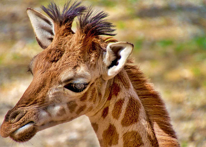 Gorgeous Giraffe