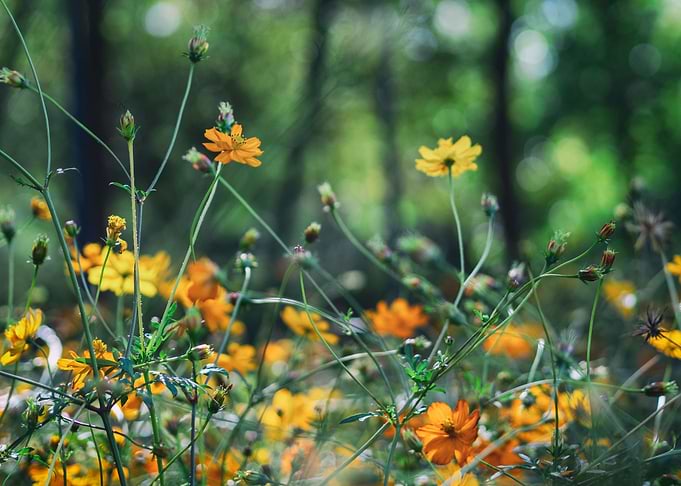 Orange flowers in Seoul