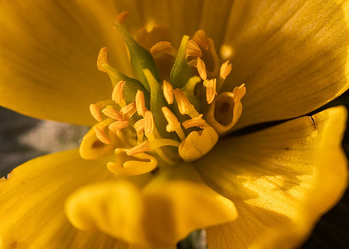 Yellow Flower