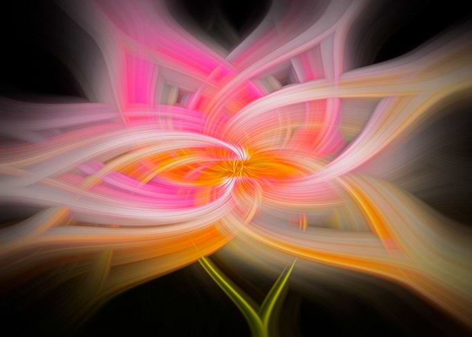 Pink lily abstract twirl