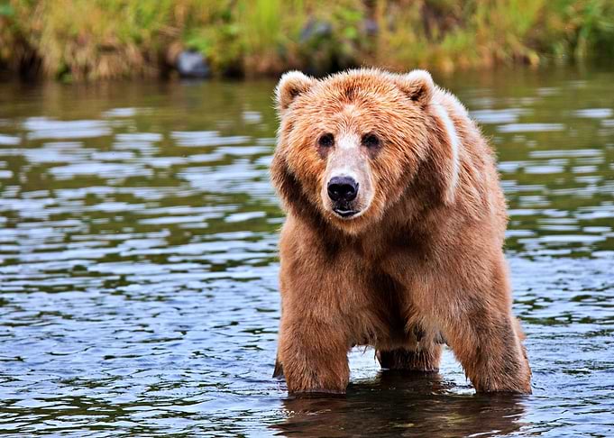 Beautiful Bear