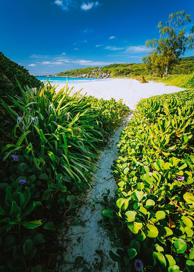 Hiking Path Overgrown With