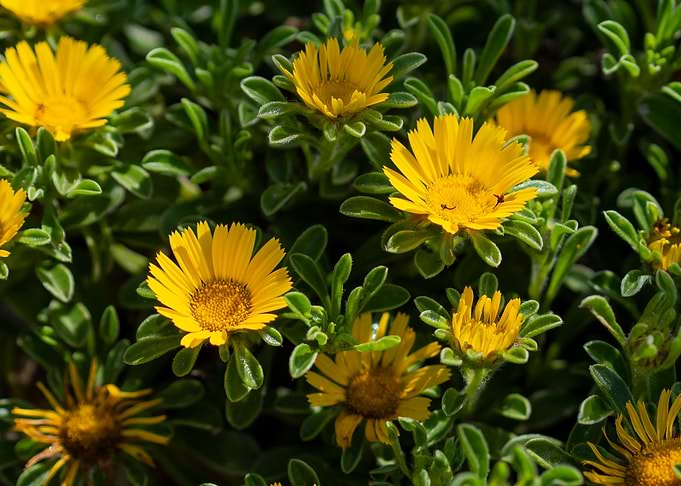 Yellow flowers
