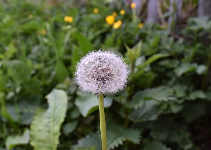 dandelion