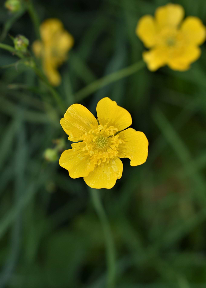 buttercup