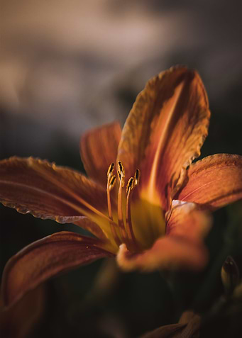 Orangene Blume