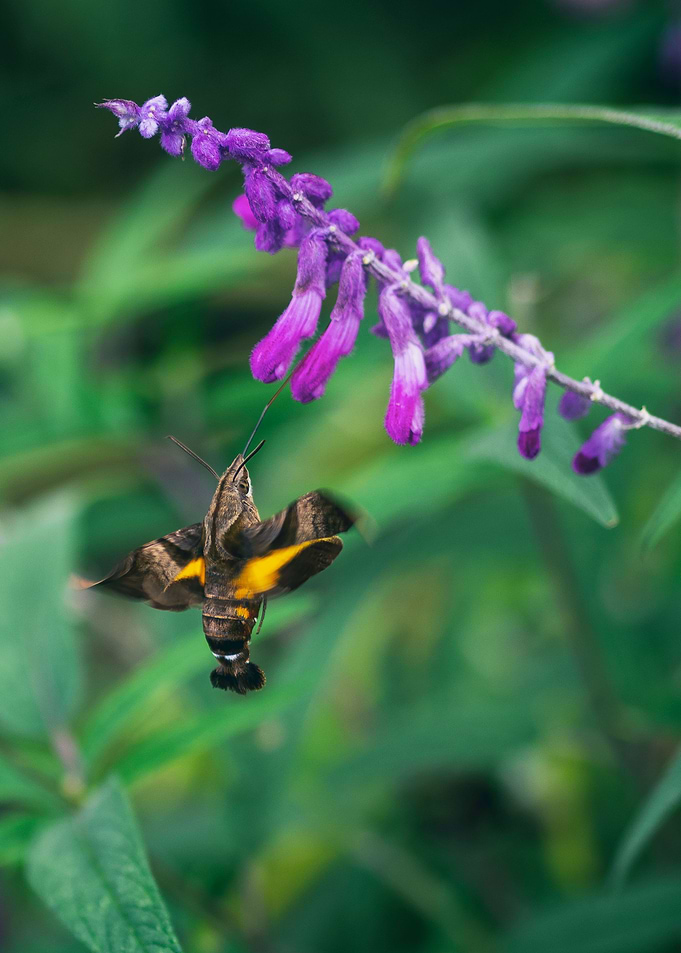 Butterfly and pink flowers
