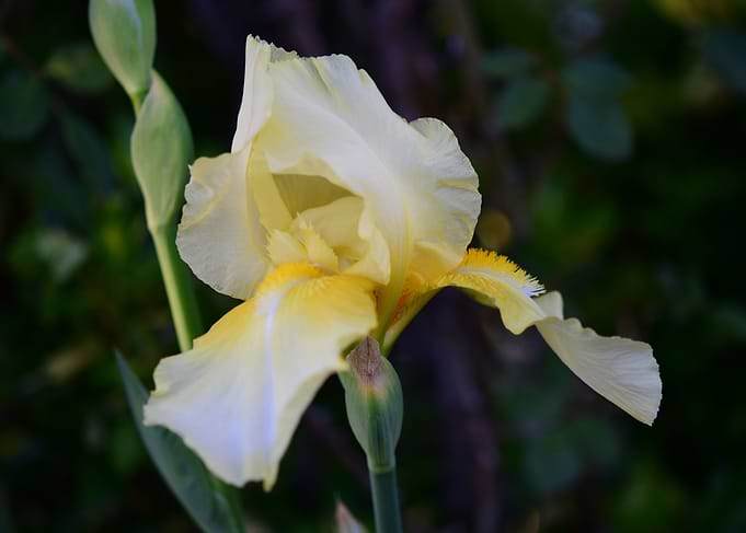 Yellow Iris