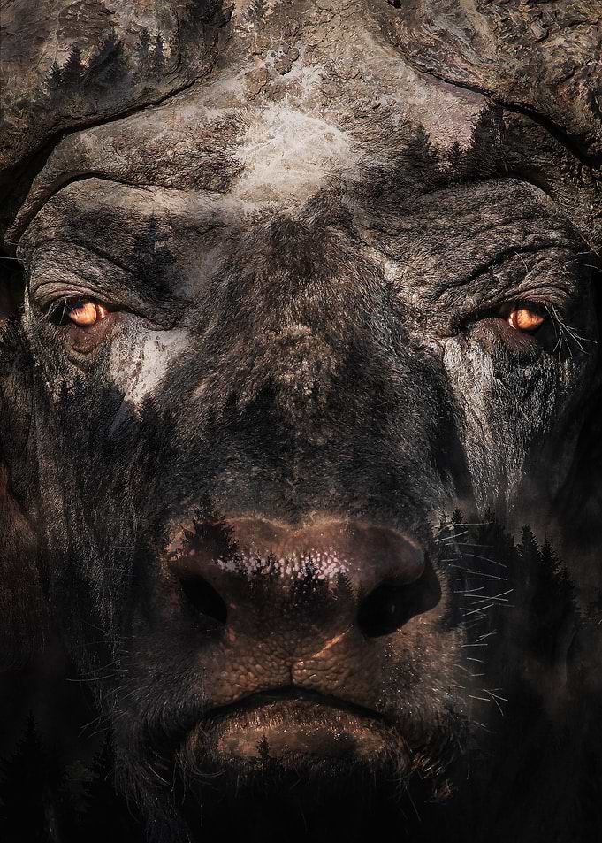 Cape Buffalo