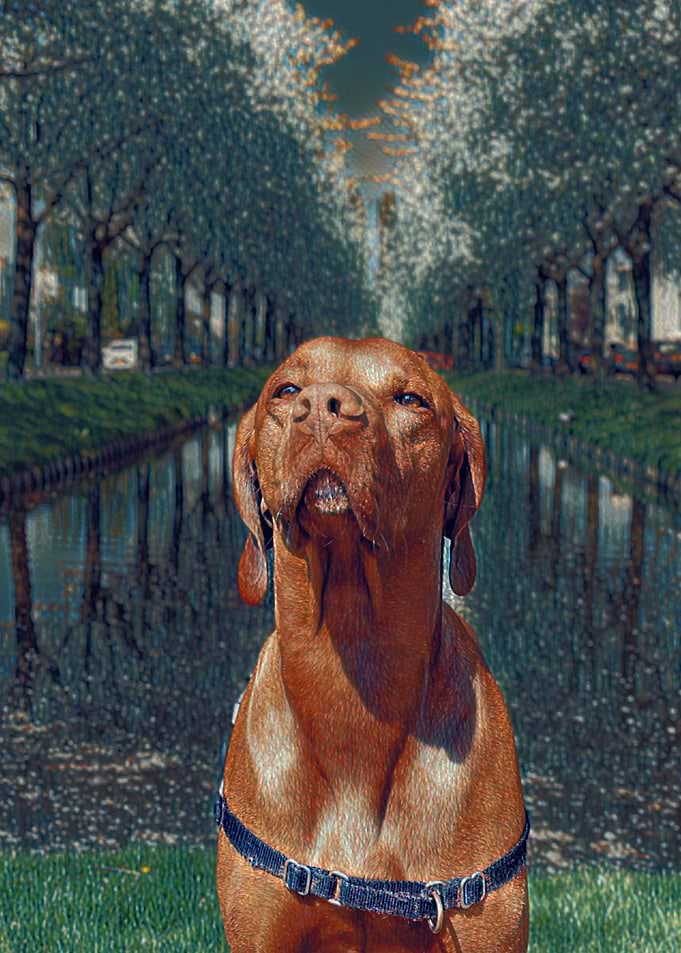 Beautiful Vizsla Dog