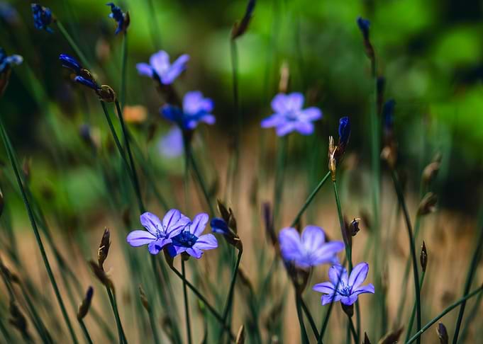 Violet flowers