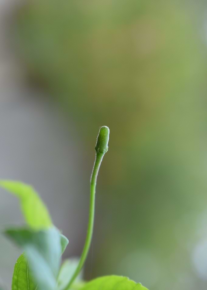 Flower Bud