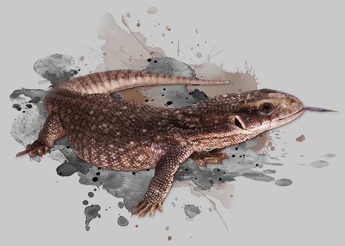 Savannah Monitor Owner