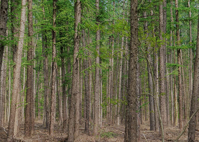 into the woods