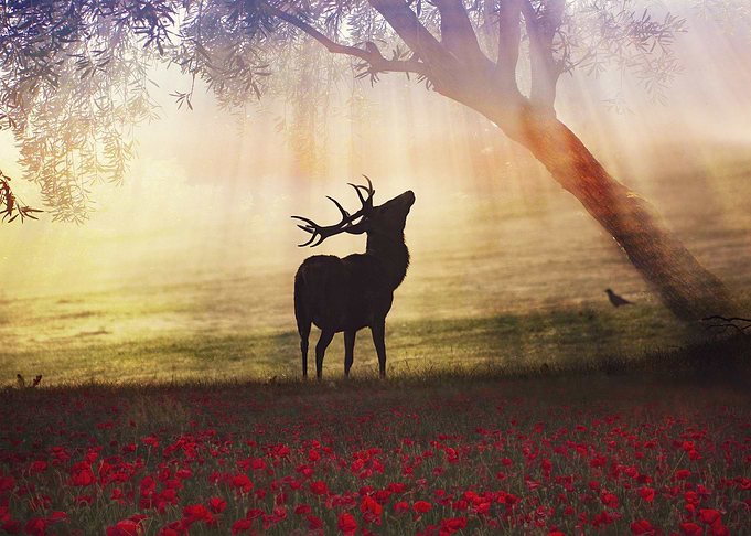 landscape deer forest