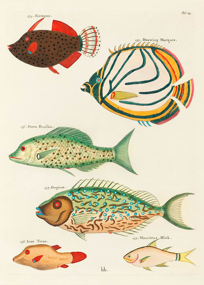 surreal fish Moluccas