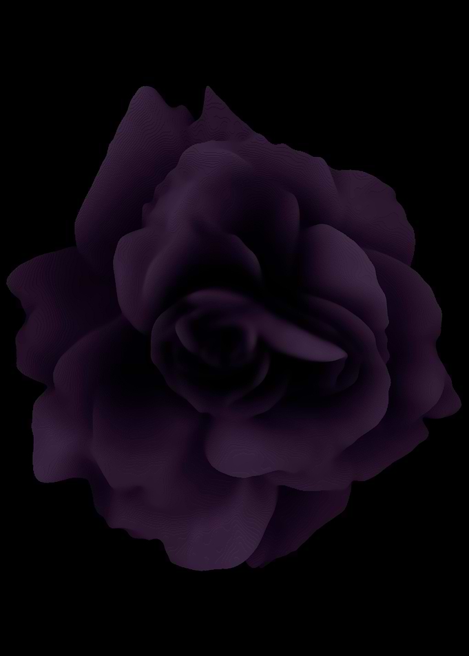 Purple rose