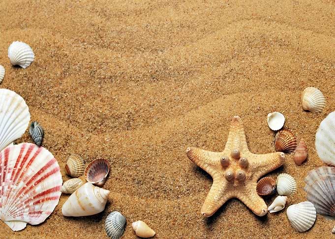 landscape beach shellfish