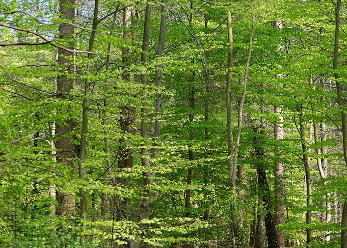 into the woods