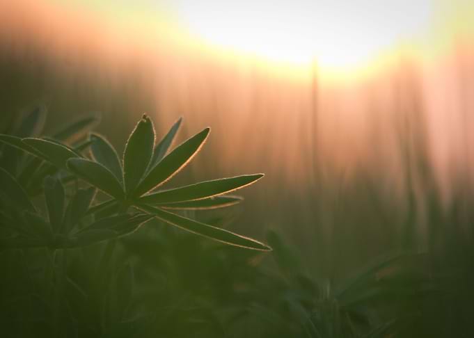 Blue Nature Sunlight La
